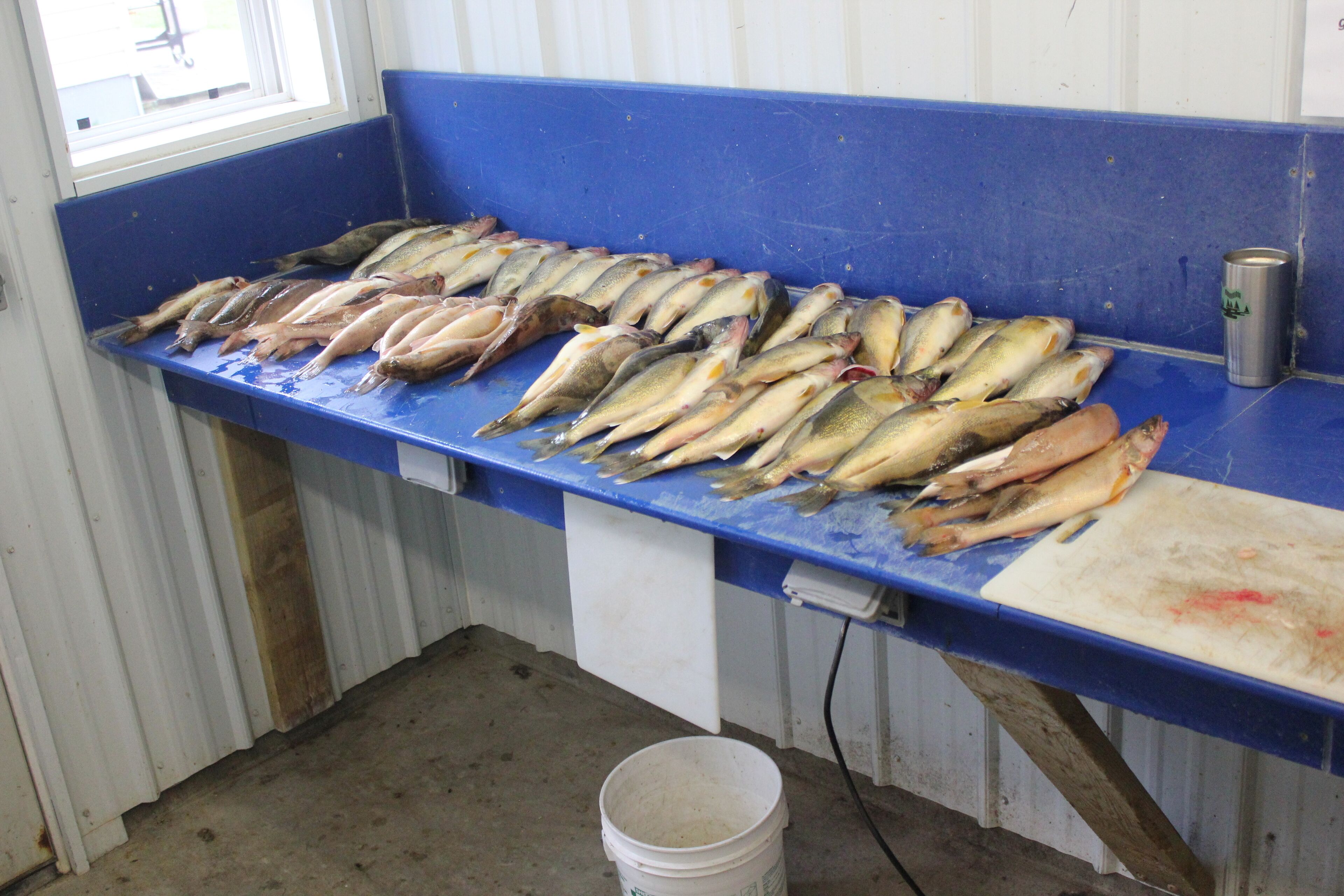 A seafood display with various fish on a blue counter.