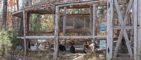 A rustic wooden structure with a fenced area for chickens, surrounded by trees and natural setting.