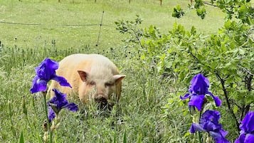 Enceinte de lâhĂ©bergement