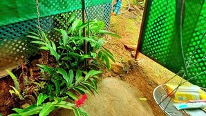 Un espace jardin aménagé avec une dalle de béton, diverses plantes et une structure métallique.