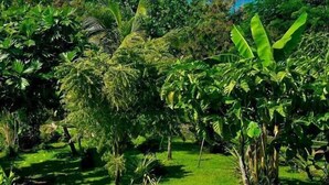 Un paysage tropical luxuriant, avec une végétation dense et une vue sur l’océan.