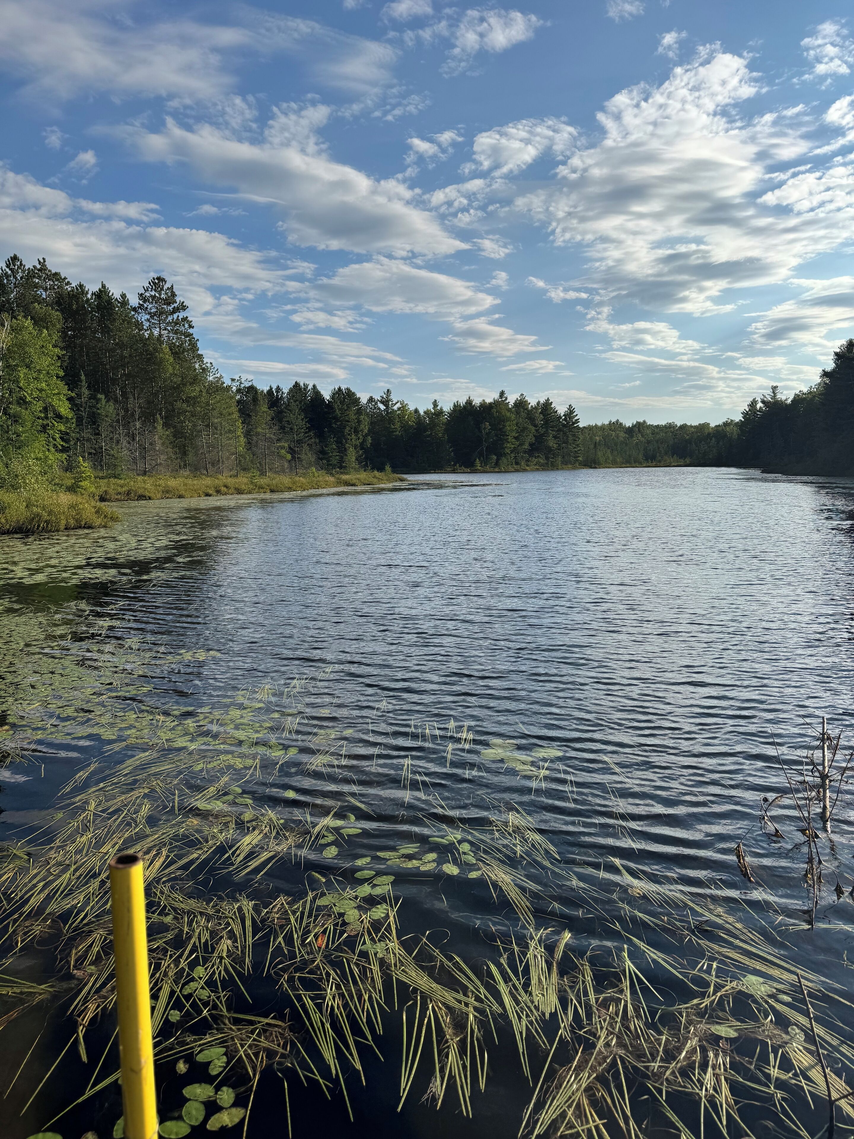 A calm lake surrounded by dense forest.