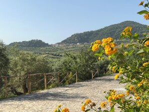 Ein steiniger Pfad schlängelt sich durch eine ländliche Landschaft mit Holzzaun und gelben Blüten im Vordergrund.