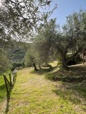 Exterior - Agrolea Rodí Milici (Rodi Milici)