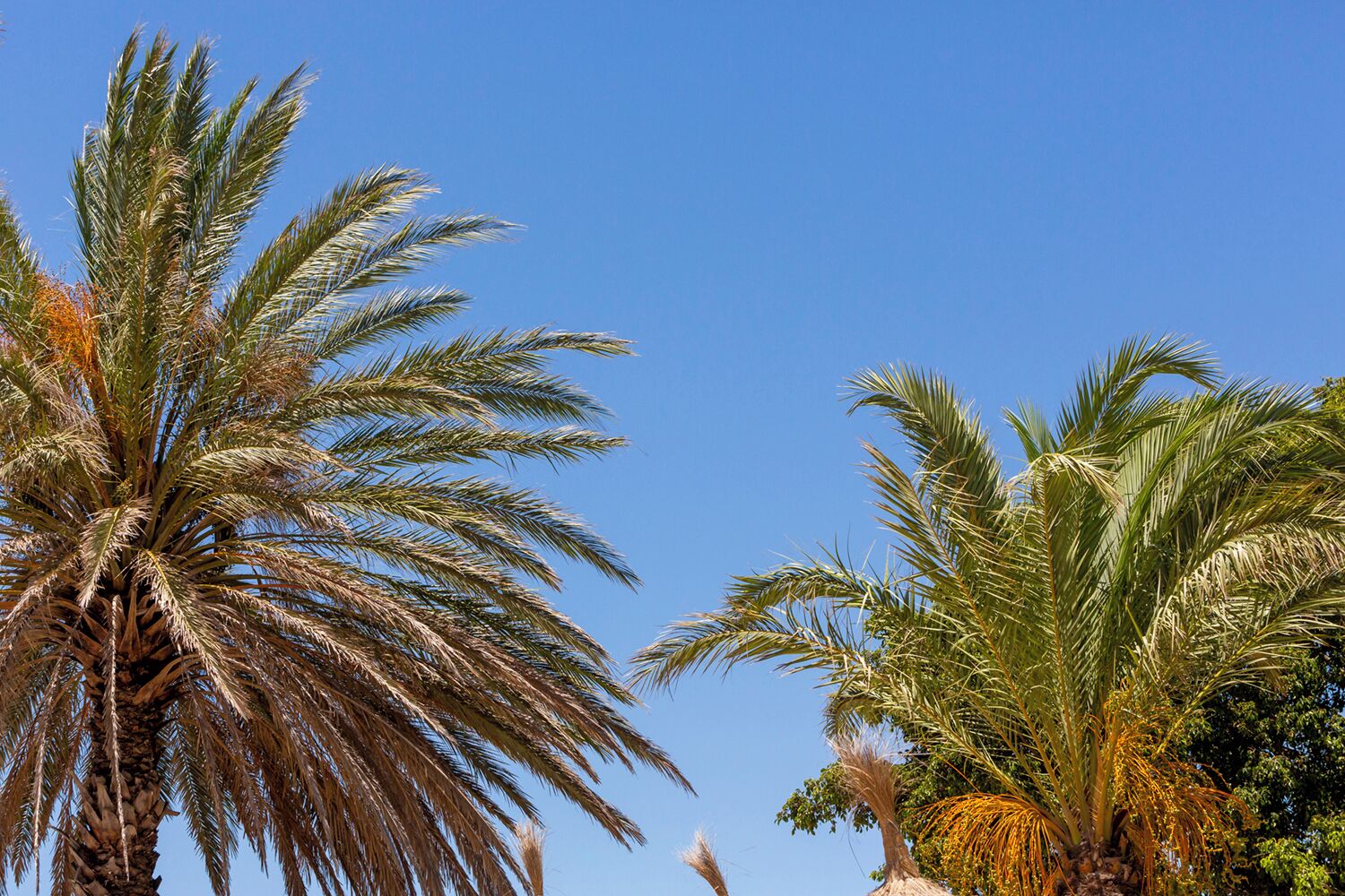 Foto - Dunas Luxury Beach Resort Tarifa