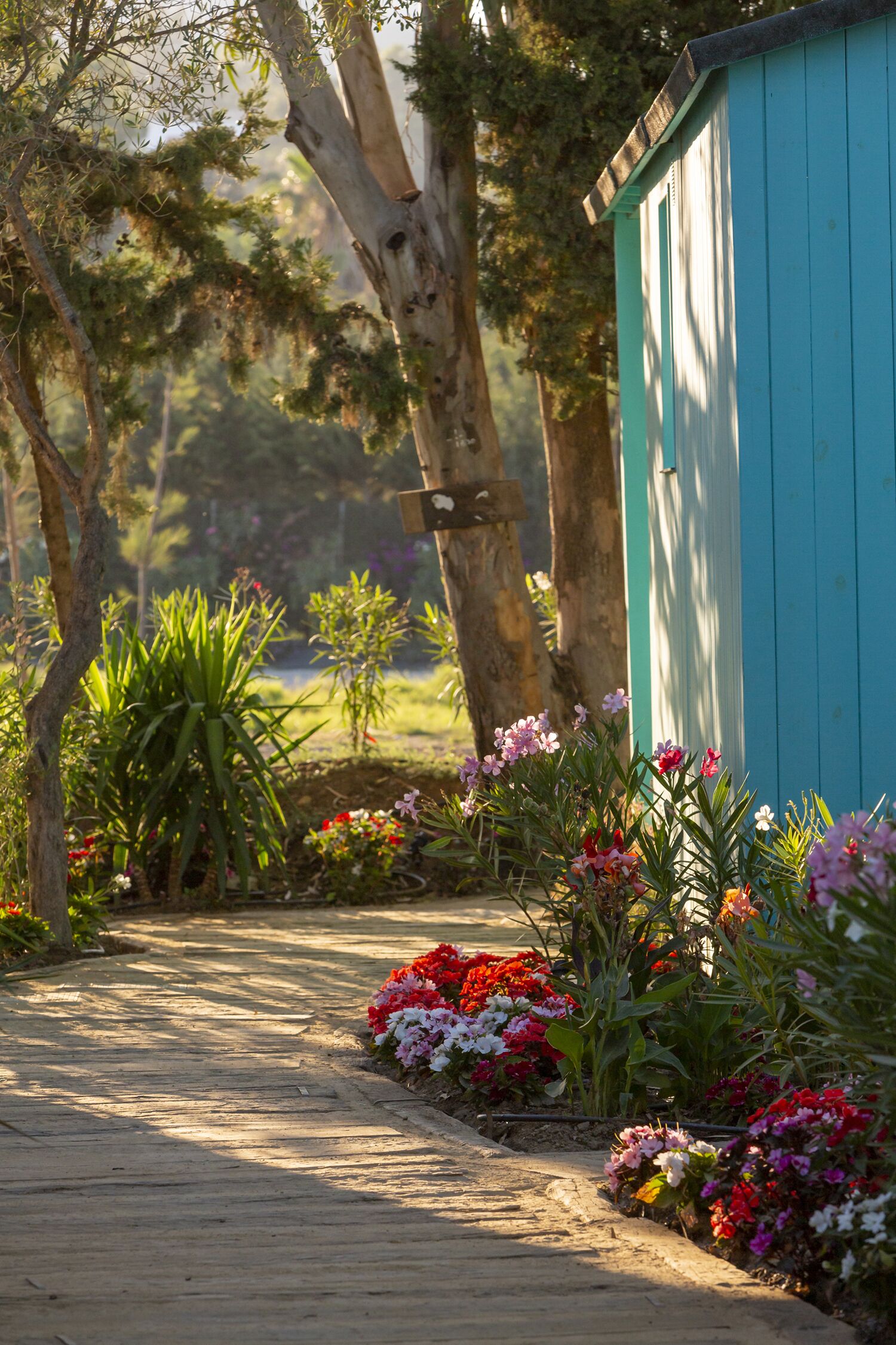A wooden pathway leading to a blue shed surrounded by lush greenery and colorful flowers.