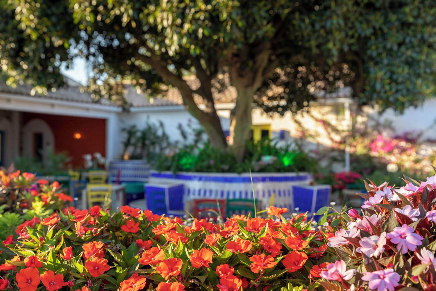 A garden with vibrant flowers and a tree in the background.