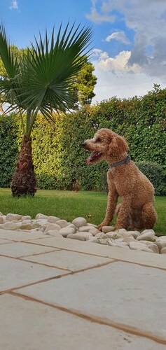 Villa with apartment and big garden share