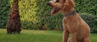 Villa with apartment and big garden share