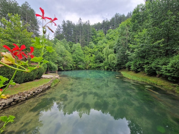 A serene pond surrounded by lush greenery and trees.