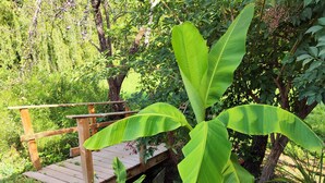 Una terraza de madera con barandilla metálica, rodeada de abundante vegetación y plantas de plátano.