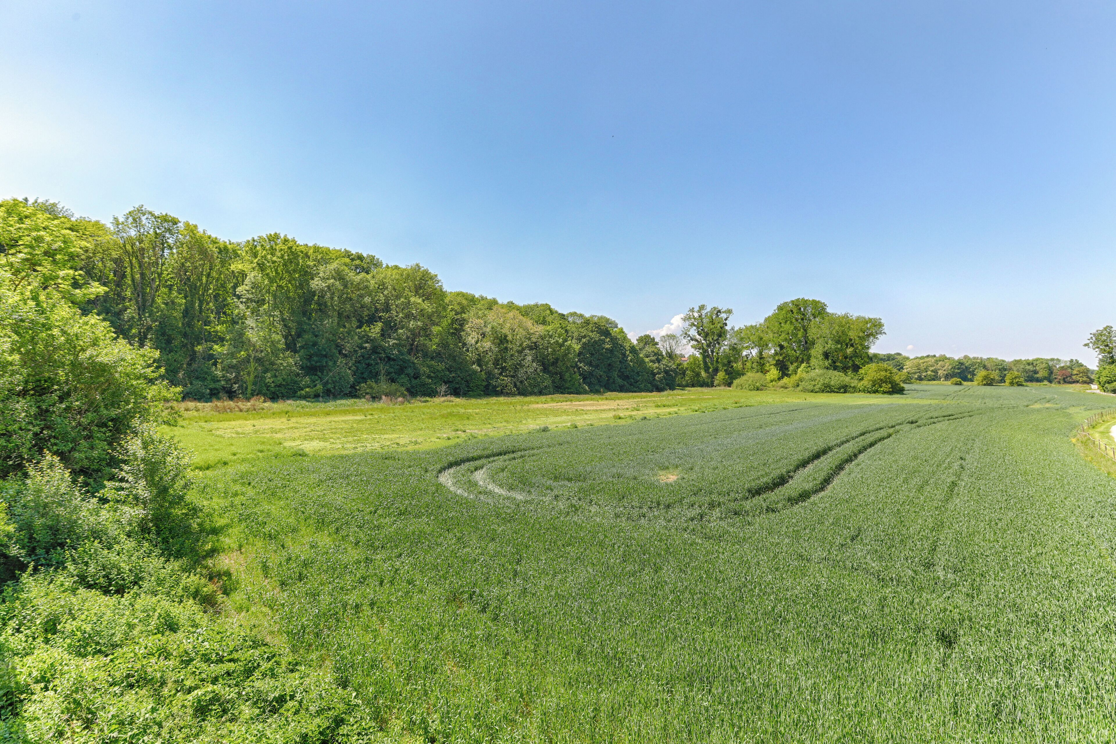 A vast green field with a clear sky.