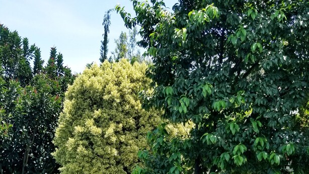 A well-maintained garden with neatly trimmed hedges and a variety of trees. - Mataman Gardens (Naivasha)
