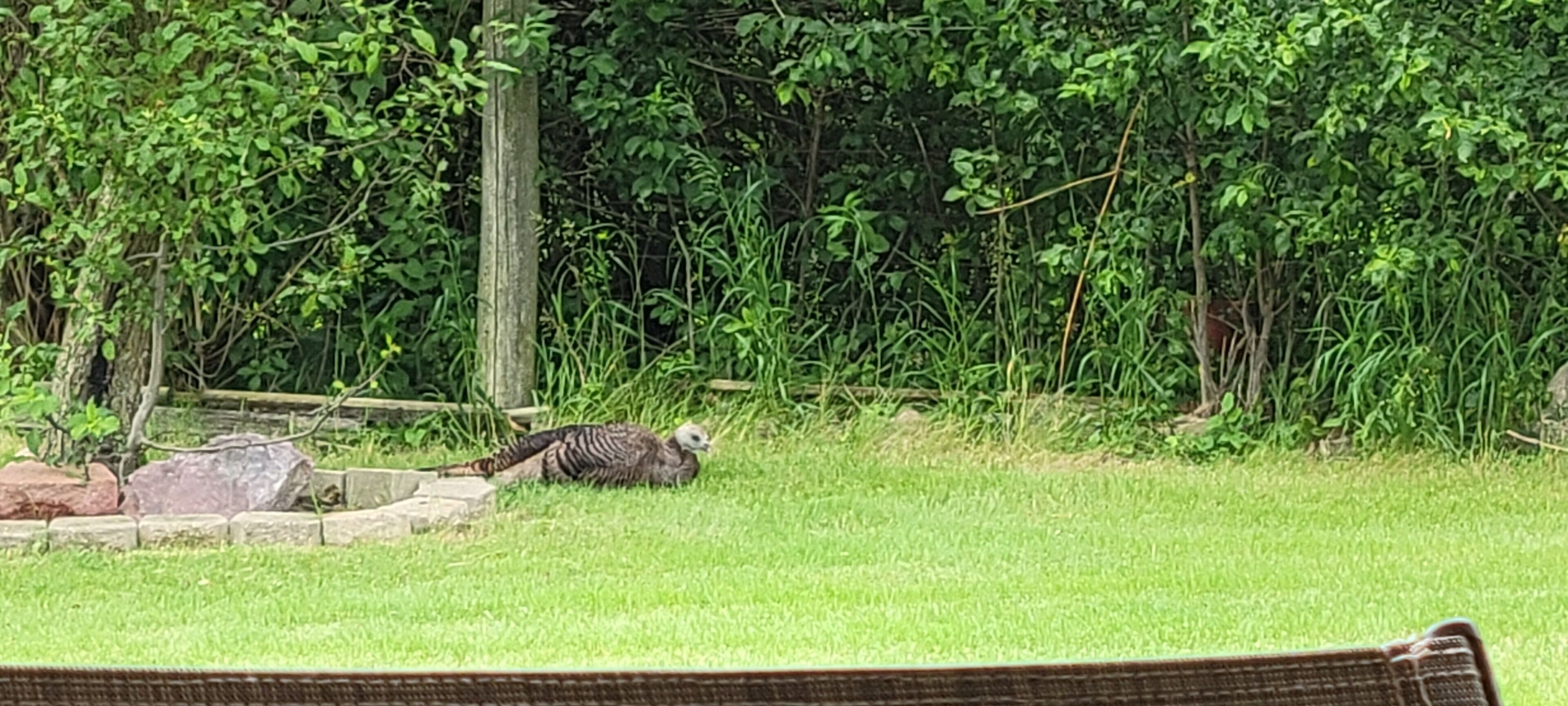 Un oiseau perché sur l’herbe, avec un feuillage dense en arrière-plan.