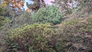 A garden with a variety of trees and shrubs, a metal fence, and a potted plant. - Unbeatable Quality and near to the forest ! (Bogotá)
