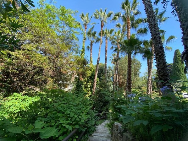 Stroll through a serene tropical garden, surrounded by lush foliage and tall palm trees.