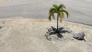 A coastal road with a palm tree, beach, and a view of the sea.