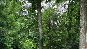 Un panneau indiquant le parc d’État de Watoga, avec une route asphaltée qui tourne vers la gauche.
