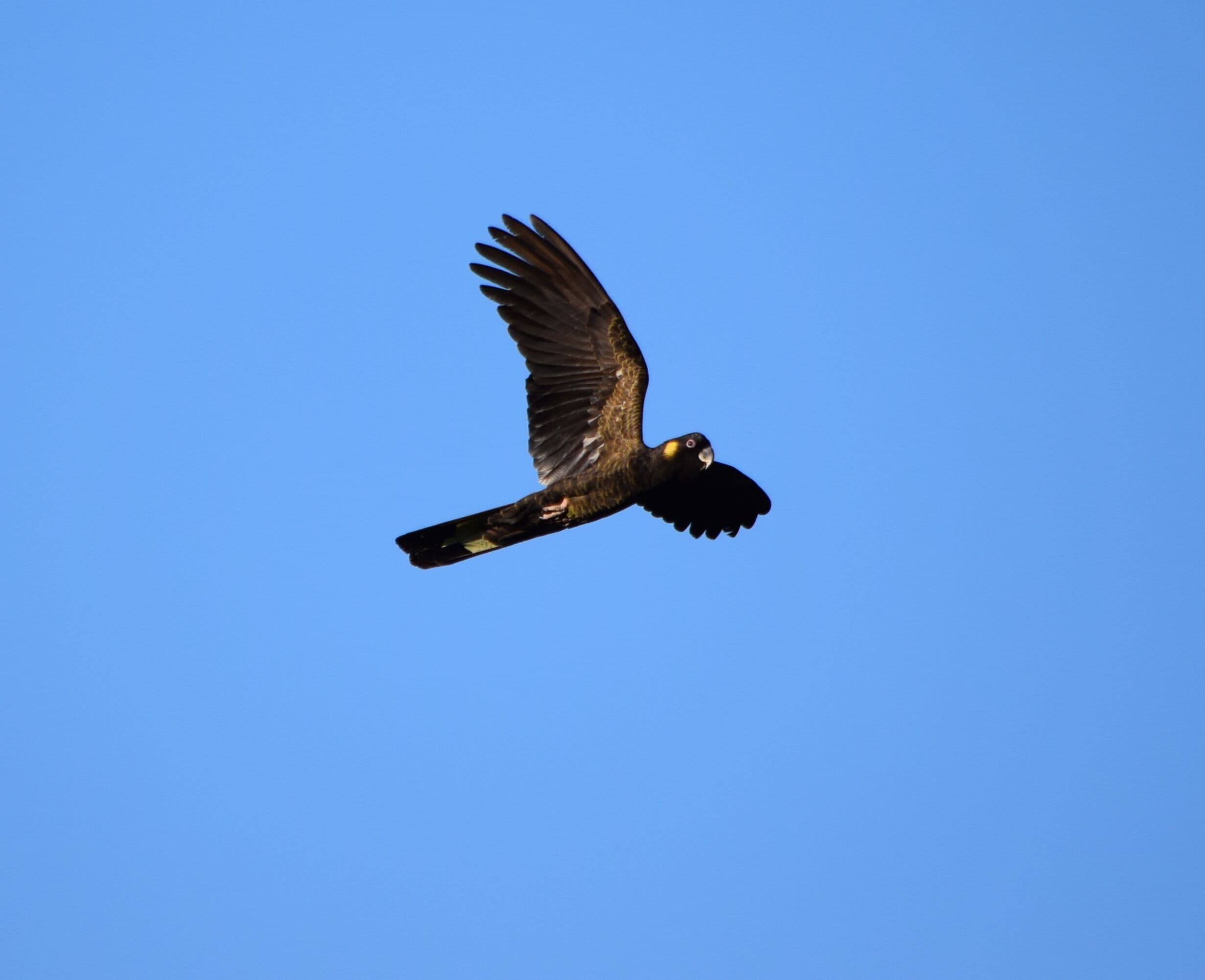 Un ave volando contra un cielo azul despejado.