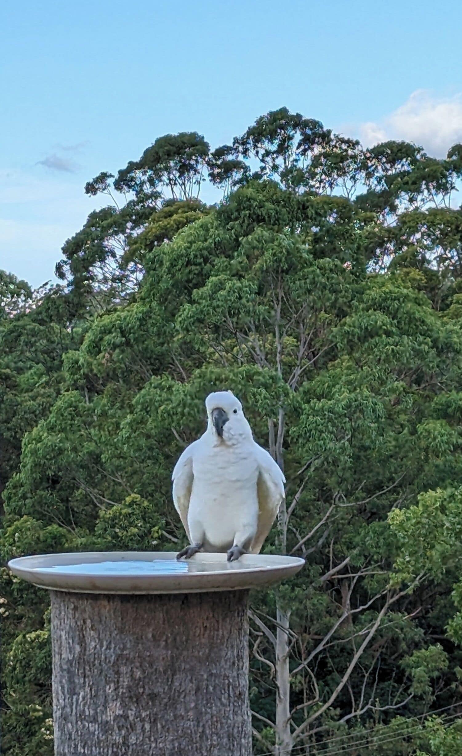 Un guacamayo blanco posado en un bebedero para pájaros en un entorno natural, con árboles al fondo.