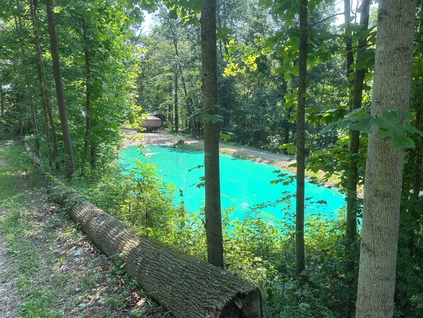 A forested area with a turquoise swimming pool surrounded by trees.