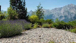 Un sendero de grava con boquetes de lavanda, un alto pino y montañas al fondo.