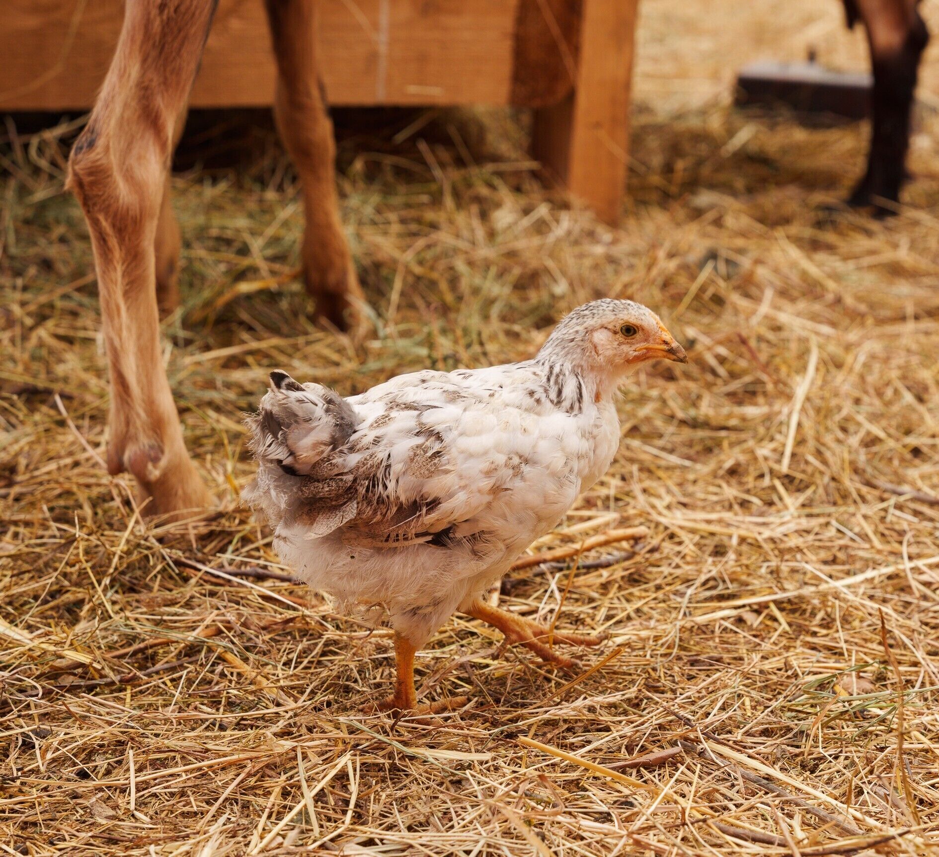 A chicken standing on straw-covered ground.