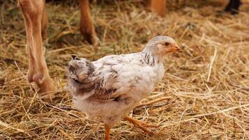 A chicken standing on straw-covered ground.