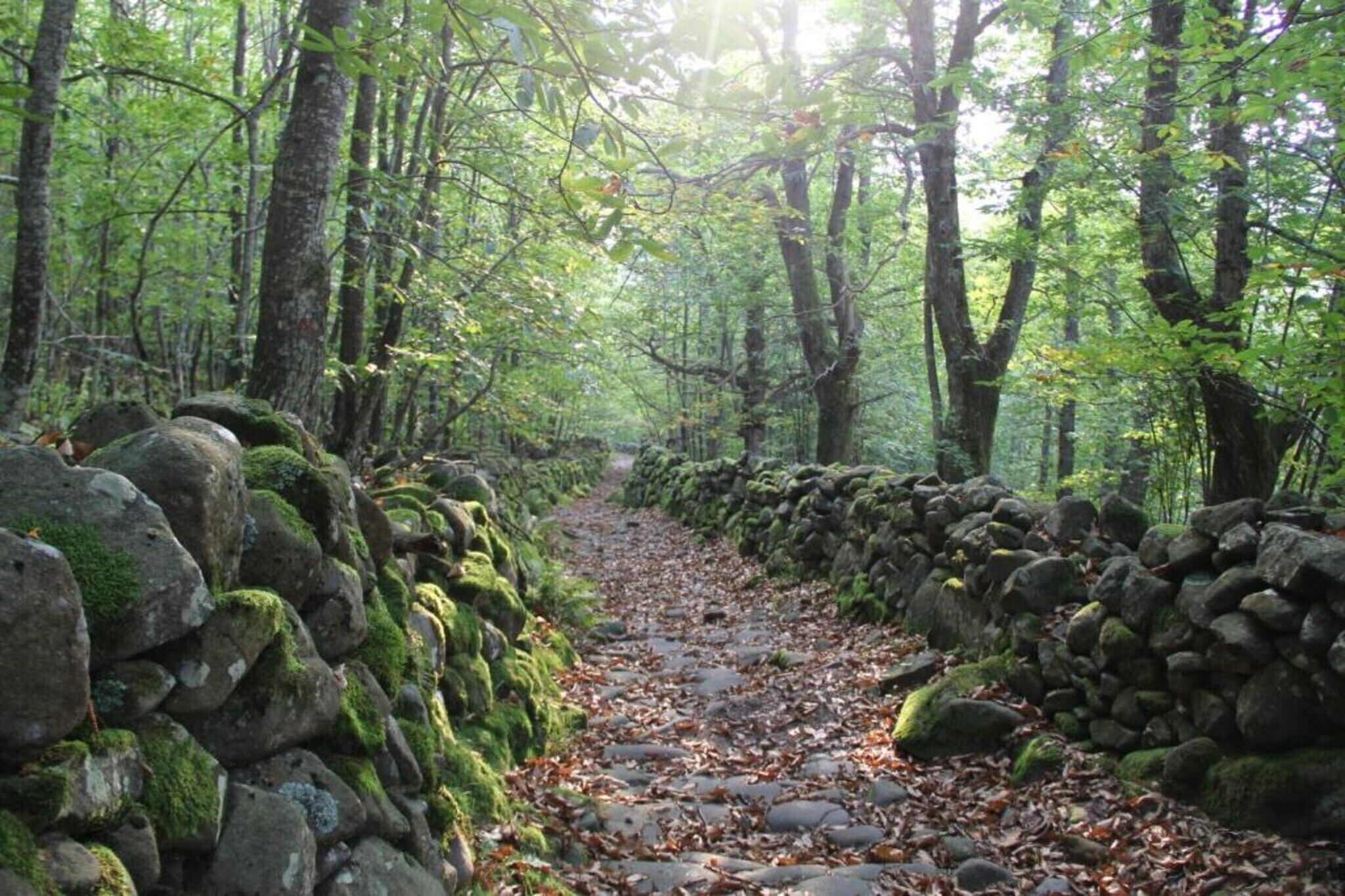 Un sendero en el bosque con piedras cubiertas de musgo y árboles.