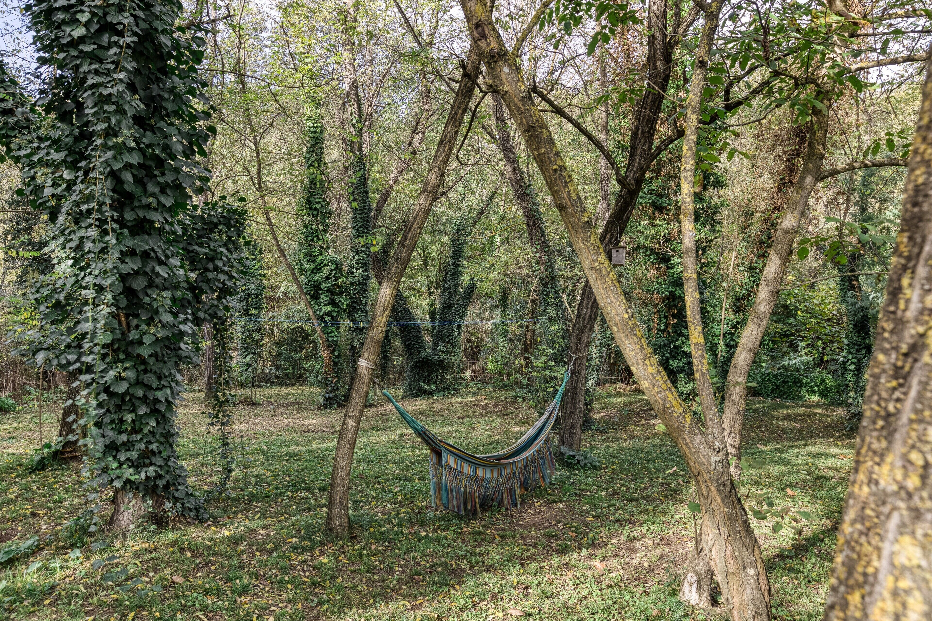 Una hamaca colgada entre árboles en un área boscosa.