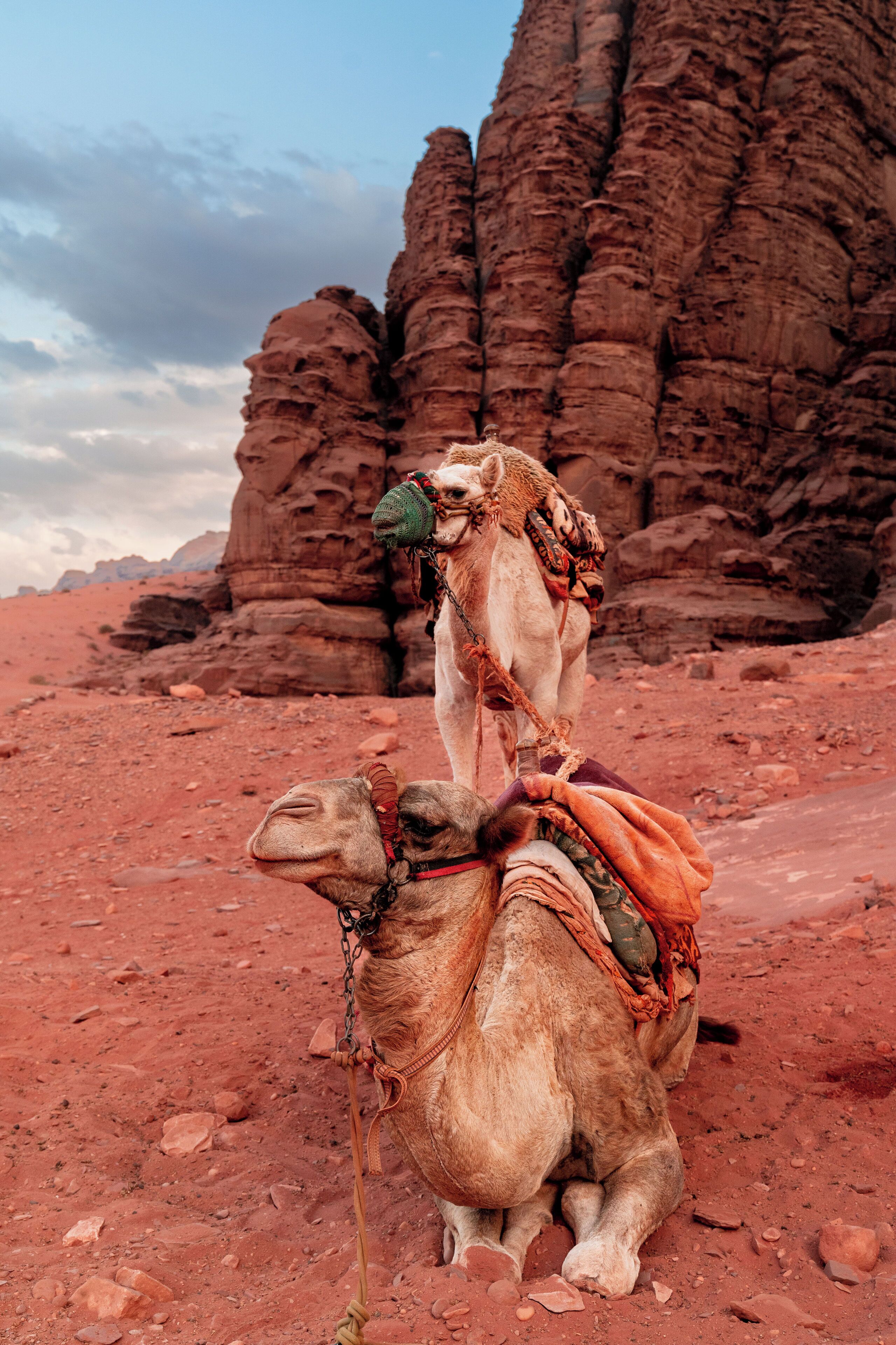 A camel with a rider in a desert landscape with rocky formations.