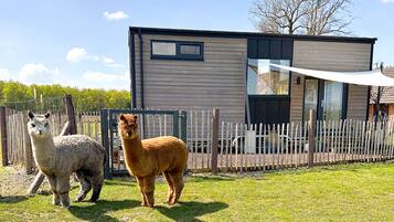 Two llamas in a fenced area with a modern building in the background.