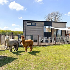 Property grounds - Tiny House Alpakablick - including free alpaca meet & greet (Rhede)