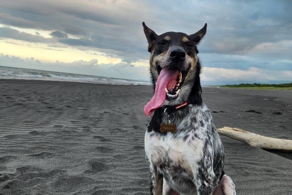 Pet-friendly