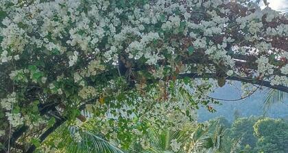 Freedom Jungle Resort