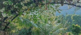 Freedom Jungle Resort