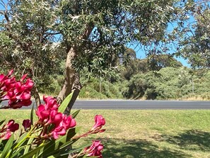 A tree with pink flowers and a road in the background.