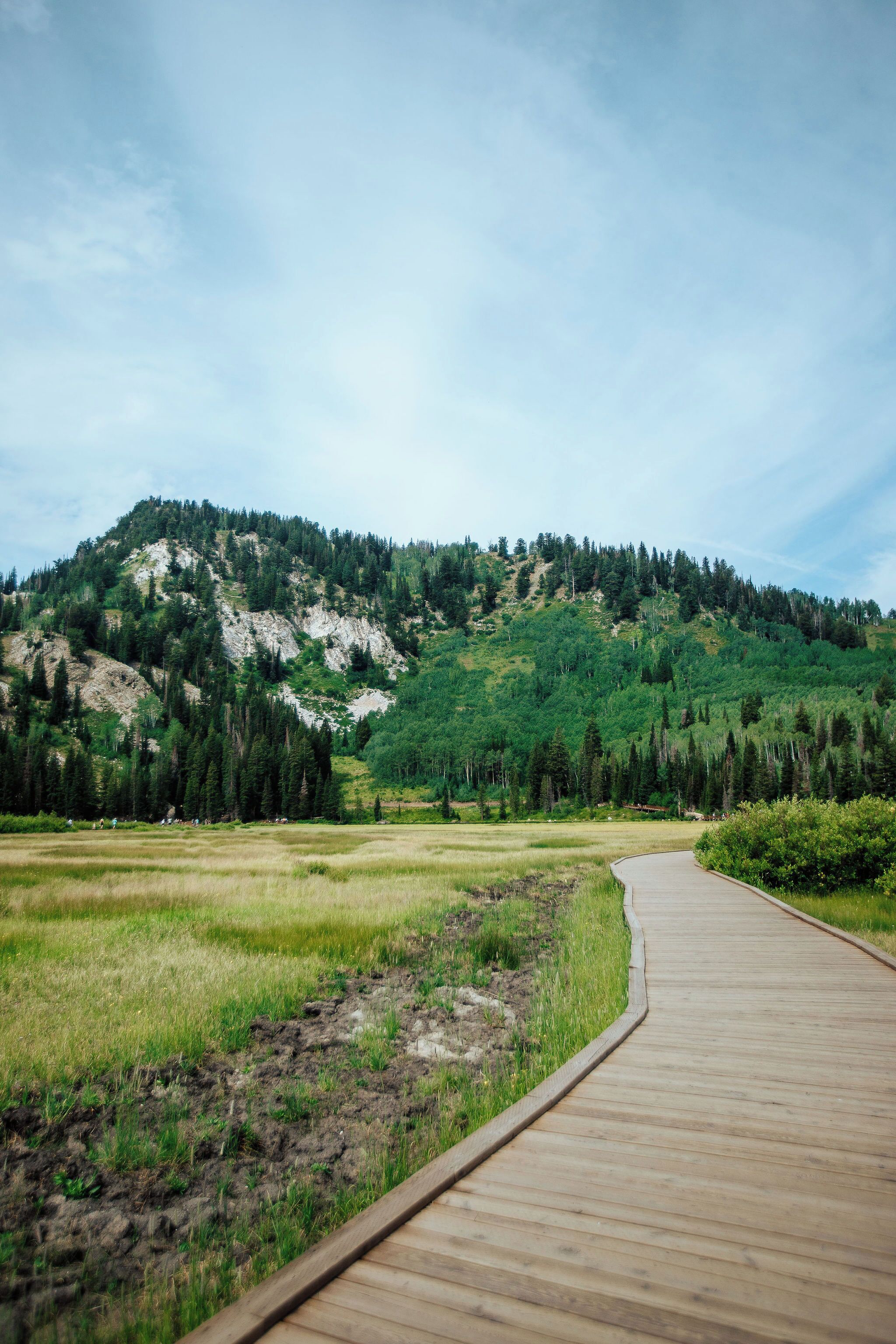 A wooden pathway leading through a grassy field towards a forested hill.