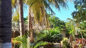 Un jardin tropical avec des palmiers et un sentier de terre.