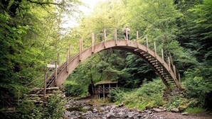 Een houten brug over een beek tussen bebossing.
