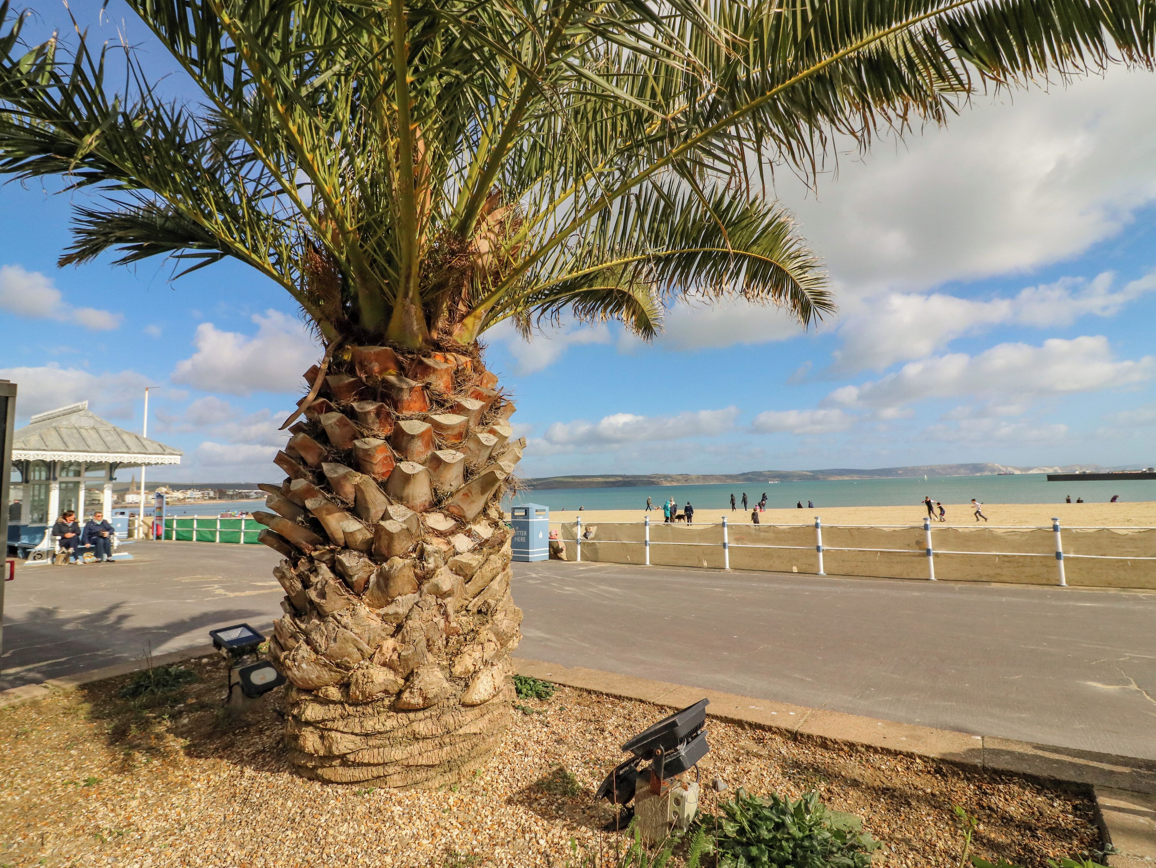 A palm tree with a stone base, a paved walkway, and a beach in the background.