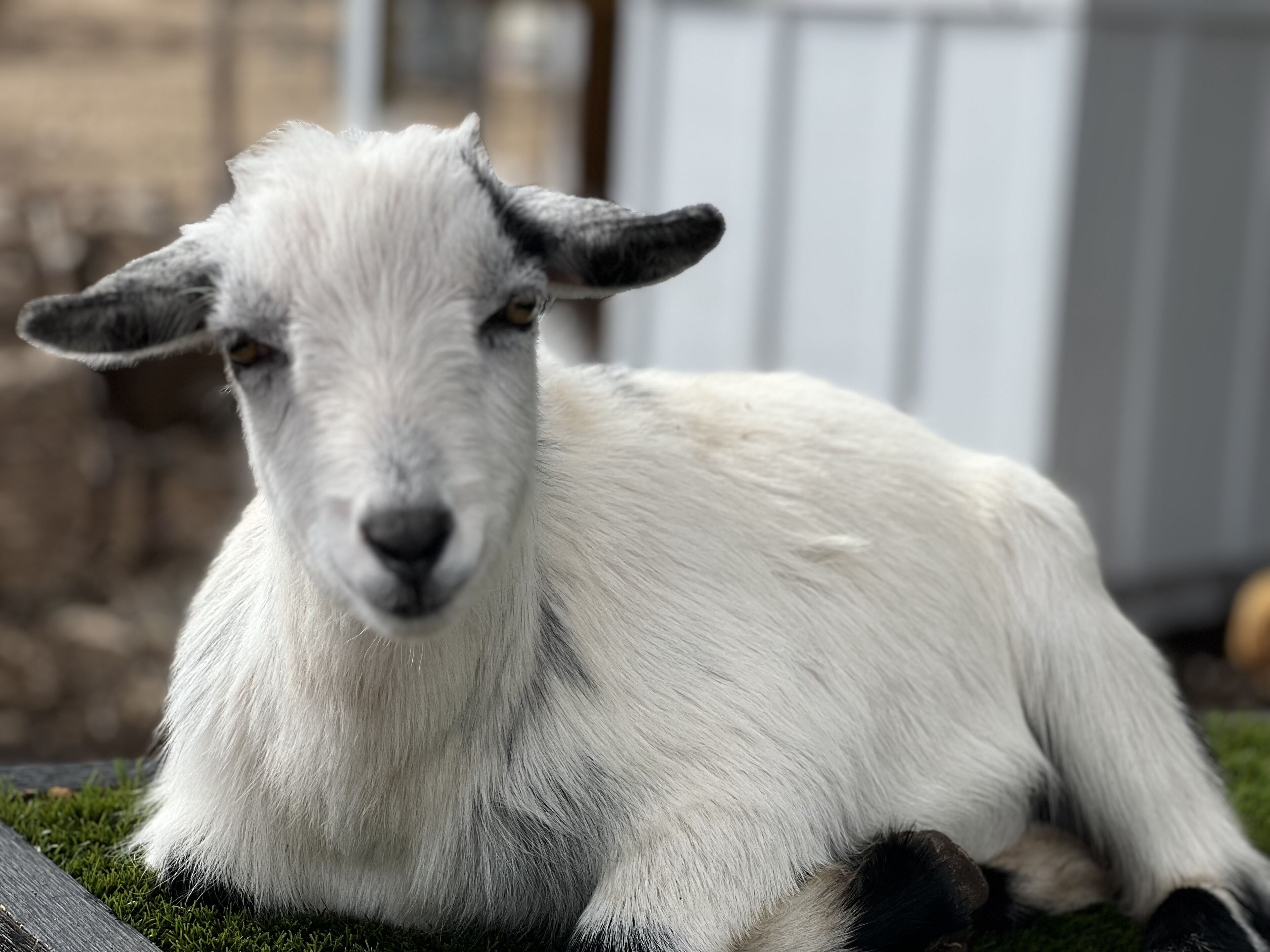 A white goat lying on grass.