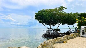 A coastal scene with a large tree with exposed roots, a stone wall, and a white fence.