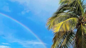 A beach with a palm tree and a rainbow.