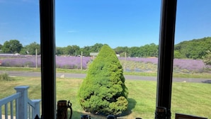A window view of a neatly arranged collection of decorative items on a windowsill, overlooking a well-maintained lawn and a distant lavender field.