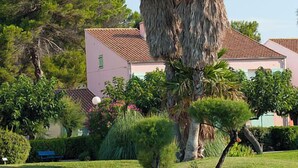 Un jardín bien cuidado con una palmera alta, un camino y un edificio con techo de tejas rojas al fondo.