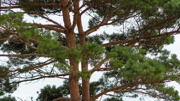Zwei Personen meditieren auf einer Holzterrasse, im Hintergrund ein Baum und ein Gewässer.