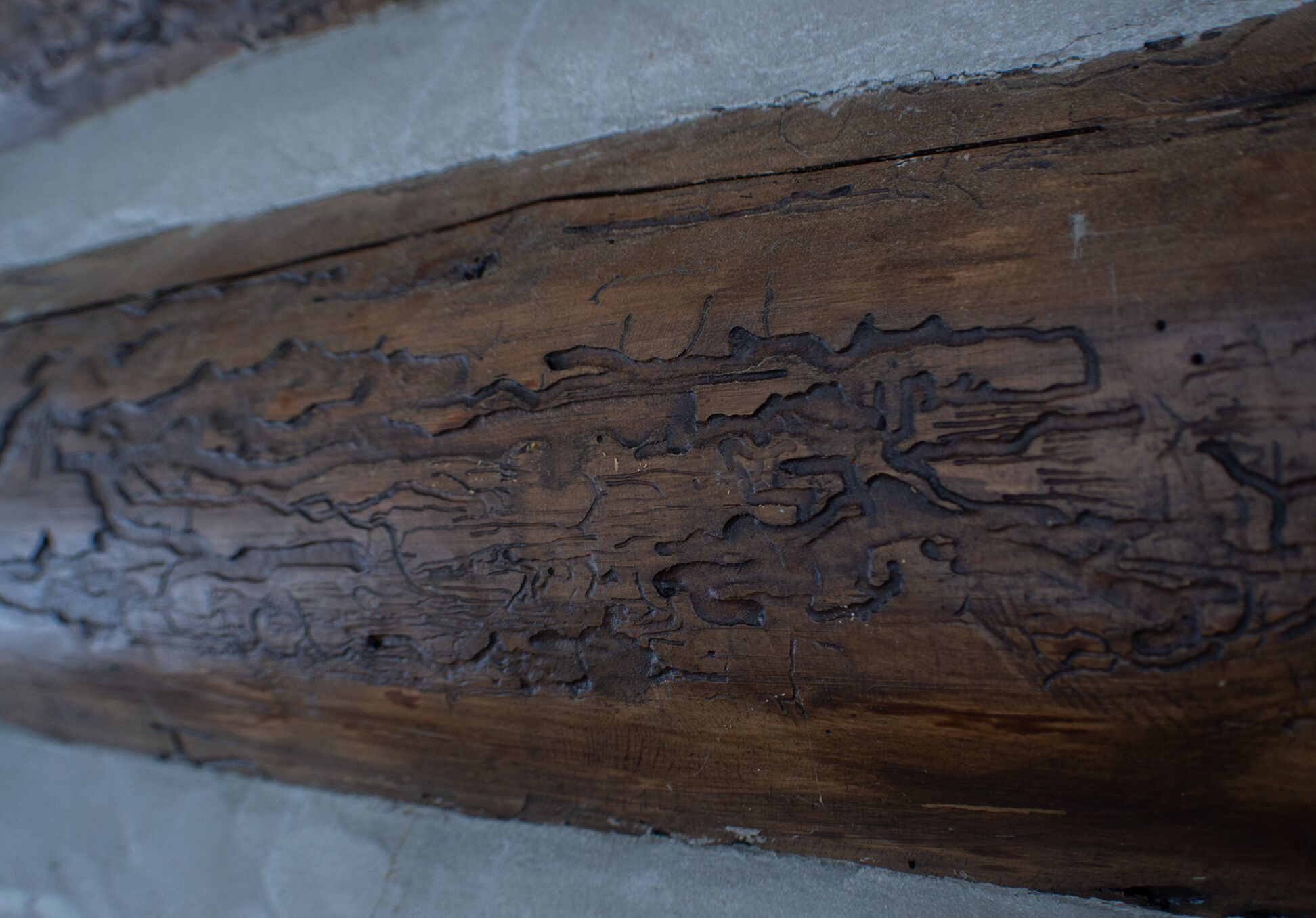 Primer plano de una viga de madera con tallas intrincadas, probablemente parte de la estructura de un edificio.