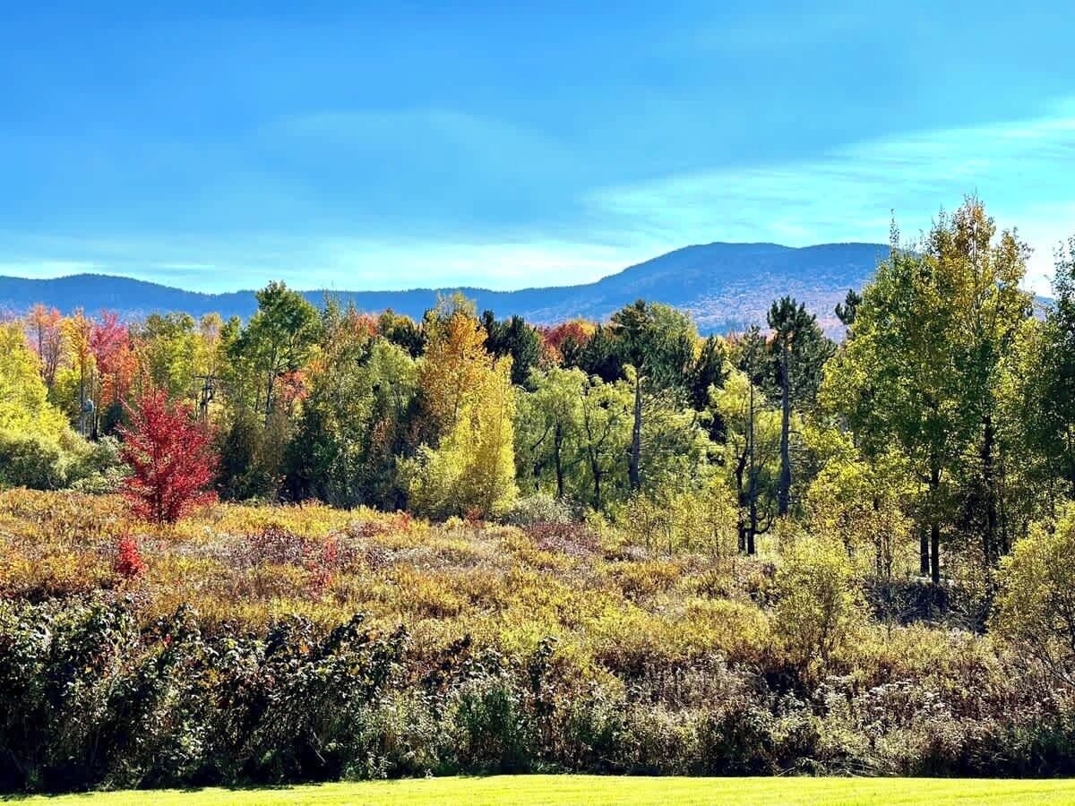 A natural landscape with a variety of trees and shrubs, a clear sky, and distant mountains.