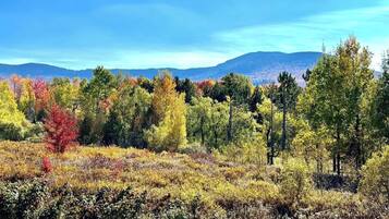 A natural landscape with a variety of trees and shrubs, a clear sky, and distant mountains.